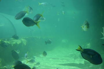 Fototapeta premium pesce