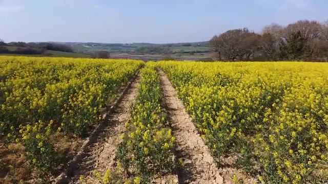 Aerial Drone Shot Flying Gently Over a Rapeseed Flower Field With Tracks In The Dirt