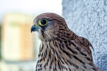 Common Kestrel. © Tomasz Warszewski