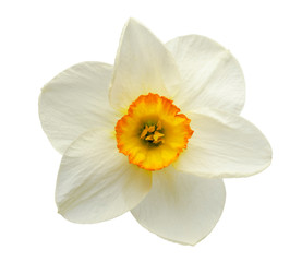 Naklejka na ściany i meble daffodil close-up on a white background