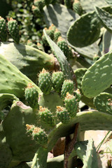 The largest green prickly pear cactus with a web between thorns and yellow-orange flowers and a blurred background on a sunny, hot, warm day