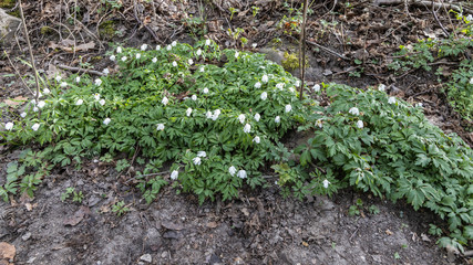 Wildlife Sanctuary Hahnheide - wood anemone