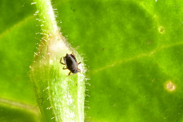 Insecto