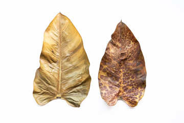 Close-up of dry leaves set isolated on white background.