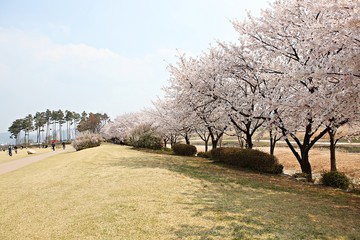 한국 경기도 시흥시 시흥갯골생태공원 입니다