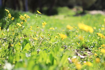 yellow and green bloom