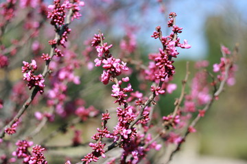 
pink flowers flowering tree botany sochi plants park spring flowers beauty joy love romance
