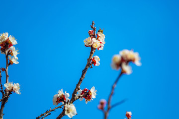 Blossoms tree in spring with bee, flowers with wasps on a background of blue sky