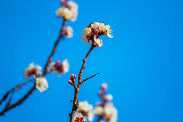 Blossoms tree in spring with bee, flowers with wasps on a background of blue sky