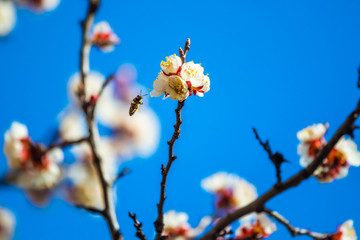Macro blossoms tree in spring with bee, flowers with wasps on a background of blue sky