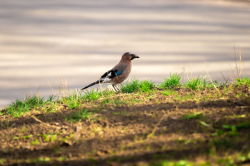 Eurasian Jay in the distant bird spring day