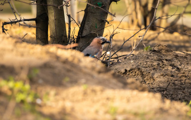 Eurasian Jay looking for food spring day
