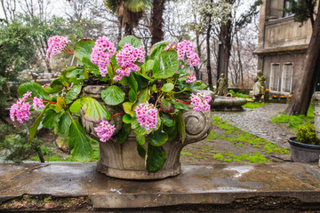 Pink flowers in stone vase in the rain