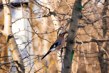 Eurasian jay on the branches pecks something, spring day, close up wild animal 