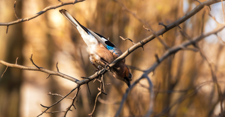 Eurasian jay on branches in beautiful lighting close-up dives