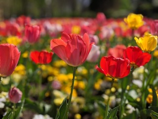 Red tulips blooming in spring