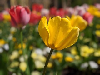 Fototapeta premium CLose up on a yellow tulip lateral view