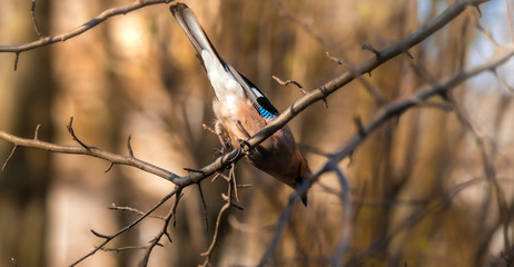 Eurasian jay on branches in beautiful lighting close-up dives