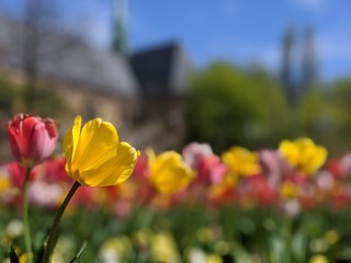 Group on tulips on a sunny windy day