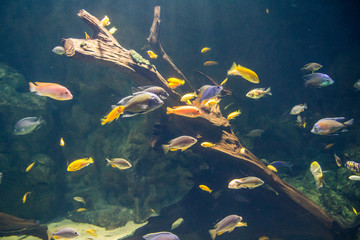 Fototapeta na wymiar Many small colorful fish in the aquarium