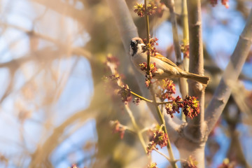 Sparrow on a blossoming spring tree
