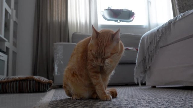 gato atigrado marr&oacute;n sentado en una alfombra, lame su cuerpo