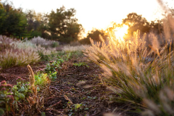 The sun's rays fall on the plants in the garden at sunset.