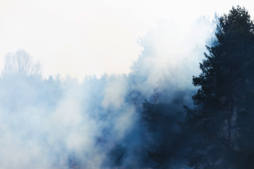 Trees in smoke or fog on the horizon, wallpaper blue