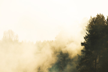 Trees in smoke or fog on the horizon, wallpaper yellow