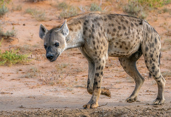 lone hyena walking in the veld looking for food 