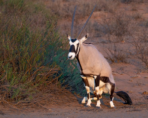 oryx antelope in the desert