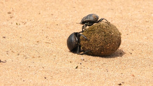 Macro shot of two dung beetles pushing a large elephant dung ball up a slight incline in Addo Elephant Park, South Africa.