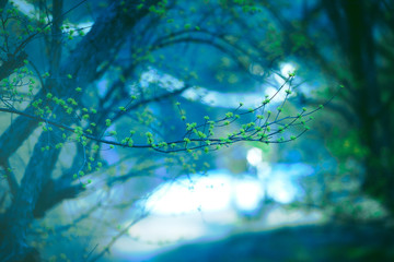 산골에서 봄을 알리는 가장 빠른 꽃 산수유