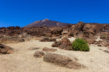 Lonely green bush on dry arid landscape with Teide mountain on background in Tenerife. Vegetation at volcanic national park on sunny day in Canary Islands. Hope, natural life concepts