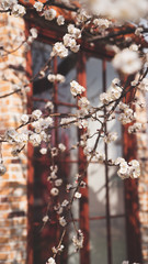 apricot  blossom in spring