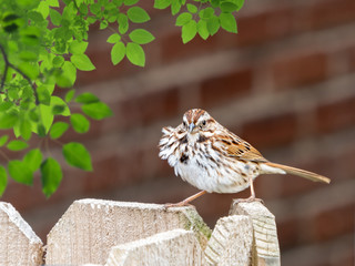 Brown finch bird standing on a wooden fence with its feathers sp