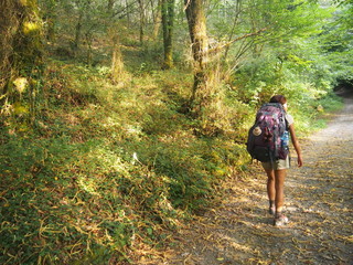 Pilgrim walking through beautiful greenery road, Camino de Santiago, Way of St. James, Journey from Negreira to Santa Marina, Fisterra-Muxia way, Spain