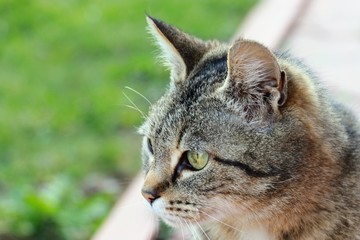 Naklejka premium portrait of a cat