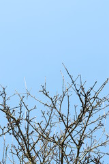 tree branches against blue sky
