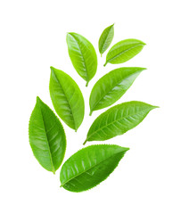 tea leaves on a white background