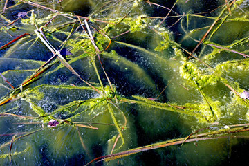 Frozen swamp