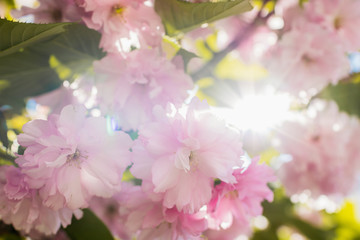 Blossoming pink flowers and sun shining through the leaves. Nature bautiful background. 
Sunny day. Selective focus.