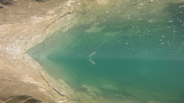 A girl is fly fishing.  The shot starts underwater.  Shows the trout biting the fly, being reeled in, caught in the net and lifted out of the water.  Then shows the girl who caught it.  Slow motion.