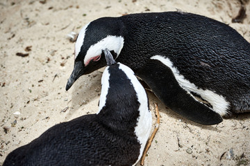 Fototapeta premium African penguin on the sandy beach. African penguin Spheniscus demersus in Boulders colony. Cape Town. South Africa