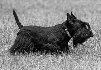 dogs animal a Scottish Terrier. black and white photography