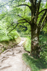 Larrau,Gorges Holzarte