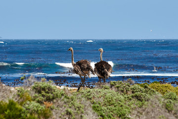 Southern ostrich struthio camelus along the roadside at the cape of good hope in South Africa