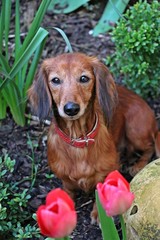 beautiful small red haired dachshound is sitting in the garden