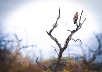 Spotted Eagle on dry branch
