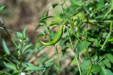 Obraz premium Green Guinea pepper on the tree